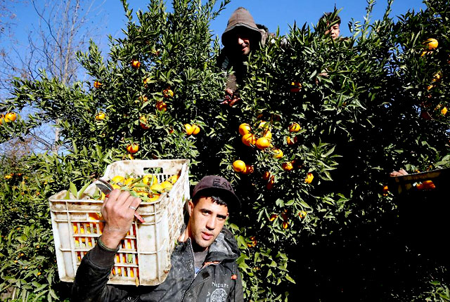 Алжирский фермер собирает мандарины в Буфарике, к югу от Алжира