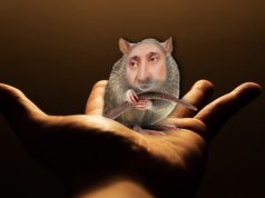 უკრაინული თაგვი პოლონურ ბეღელში