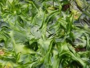 ევროპაში სურთ, ხორბალი წყალმცენარეებით ჩაანაცვლონ