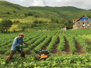 სოფლის მეურნეობაში გადასახადების შემცირებასა და ევროპული ძვირად ღირებული სტანდარტების დანერგვაზე უარის თქმაზე თუ ვიფიქრებთ, ეგებ რამე ჩვენც გვეშველოს