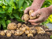 საქართველოში შემცირდა მსხვილფეხა რქოსანი პირუტყვის რაოდენობა, შემცირდა რძისა და კვერცხის წარმოება, სამაგიეროდ გაძვირდა კარტოფილი, მწვანილი და სხვა პროდუქტები.