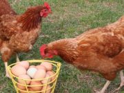 რატომ ღირს კვერცხი ყველაზე ძვირი საქართველოში?