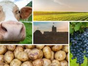 მმართველმა გუნდმა სოფლის მეურნეობას მილიარდები დაახარჯა, მაგრამ ერთია დახარჯვა, მეორე – შედეგი, რომელიც, უბრალოდ, არ გვაქვს და ყოველწლიურად უკან-უკან მივდივართ