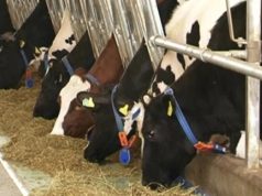 დღეს თუ ქათმის გადამუშავებული სკორეთი გამოვკვებავთ ძროხებს, შემდგომ გადაუმუშავებელს მივაჩვევთ, ასე ჩავიძირებით სკორეს მორევში