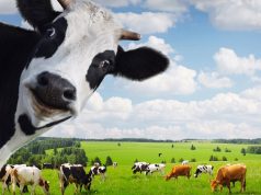 სოფლის მეურნეობაში ფული იხარჯება, ხელშესახები შედეგი კი არ ჩანს.