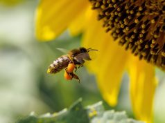 ჯაჭვური რეაქციით მივალთ იქამდე, რომ ხელში აღარც ფლორა შეგვრჩება და აღარც ფაუნა