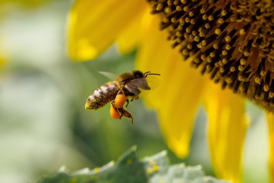 ჯაჭვური რეაქციით მივალთ იქამდე, რომ ხელში აღარც ფლორა შეგვრჩება და აღარც ფაუნა