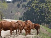 დაუშვებელია, სახელმწიფო სოფლის მეურნეობის ერთ მიმართულებას აფინანსებდეს მუდმივად, დანარჩენს კი ყურადღებას არ აქცევდეს!
