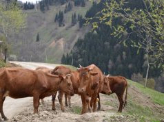 დაუშვებელია, სახელმწიფო  სოფლის მეურნეობის ერთ მიმართულებას აფინანსებდეს მუდმივად,  დანარჩენს კი  ყურადღებას არ აქცევდეს!