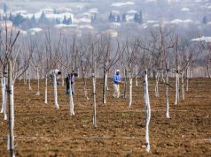 საქართველოში შეგვიძლია მოვიყვანოთ ძალიან კარგი მწვანილი, ხახვი, ნიორი, კარტოფილი, ხორბალი, ქერი, მაგრამ ვფიქრობთ… კაკლის მოშენებაზე
