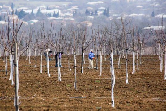 საქართველოში შეგვიძლია მოვიყვანოთ ძალიან კარგი მწვანილი, ხახვი, ნიორი, კარტოფილი, ხორბალი, ქერი, მაგრამ ვფიქრობთ… კაკლის მოშენებაზე