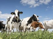 სხვა ქვეყნები ცდილობენ, ადგილობრივი წარმოება როგორმე გაზარდონ და ნაკლებად იყვნენ დამოკიდებულნი სხვაზე, ჩვენ კი წლიდან წლამდე სულ უფრო მეტი პროდუქტი შემოგვაქვს