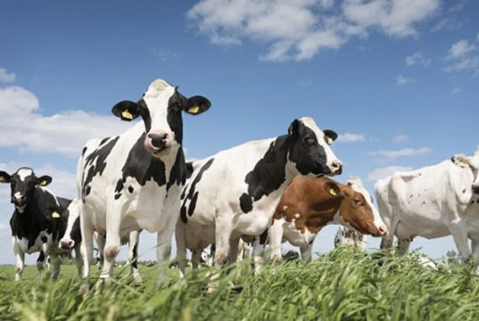 სხვა ქვეყნები ცდილობენ, ადგილობრივი წარმოება როგორმე გაზარდონ და ნაკლებად იყვნენ დამოკიდებულნი სხვაზე, ჩვენ კი წლიდან წლამდე სულ უფრო მეტი პროდუქტი შემოგვაქვს