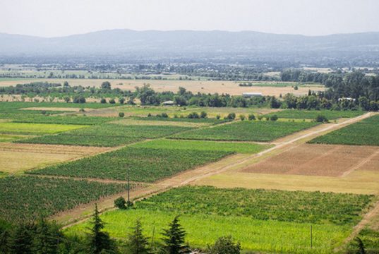 საქართველოში ყოველწლიურად ვაწარმოებთ 1,5 მლრდ დოლარის ღირებულების სასოფლო-სამეურნეო პროდუქციას, რომელიც ქვეყნის პოტენციალის მხოლოდ 3%-ია