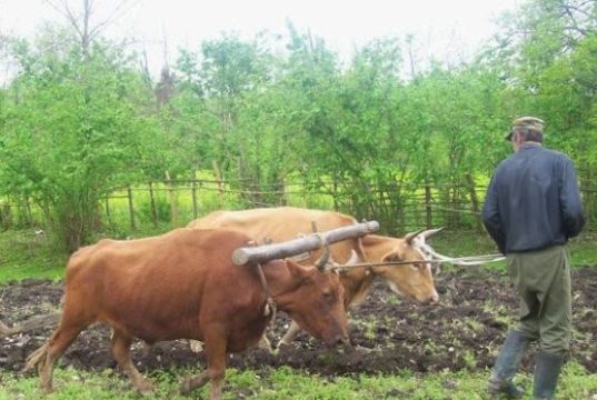 სოფლის მეურნეობის სამინისტროს ნახევარმილიარდიანი პროგრამა, რომელიც 1 აგვისტოდან უნდა ამოქმედებულიყო, არც კი დაწყებულა!