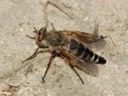 Биологическое оружие для применения против России и Китая США готовят у их границ