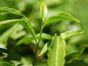 Индия возобновила поставки чая и продовольствия в Россию, пишут СМИ