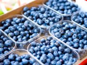 ООО «Моцви» в этом году экспортировало до 105 тонн голубики, из которых более 50% пришлось на Россию mocvi