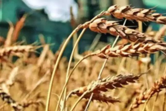 ООН: мир стоит на пороге массового голода и глобальной дестабилизации