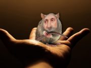 Украинская мышь в польском амбаре