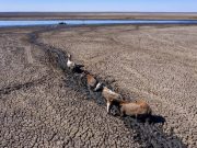 В Европе засуха, воды нет: впереди ГЛОБАЛЬНЫЙ ГОЛОД… Какое нам вообще до этого дело?