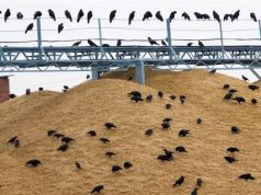 Как западные банки пытаются не пустить на рынок российский урожай