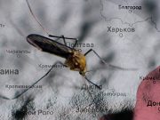 Биодроны Пентагона: Какие регионы РФ попадают в зону поражения комаров-переносчиков ВИЧ и лихорадки