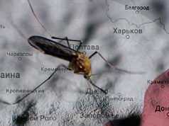 Биодроны Пентагона: Какие регионы РФ попадают в зону поражения комаров-переносчиков ВИЧ и лихорадки