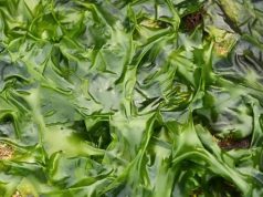 В Европе хотят заменить пшеницу водорослями