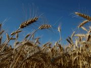 МИД РФ: Россия прорабатывает новые маршруты вывоза зерна на фоне прекращения зерновой сделки