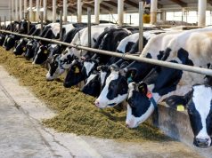 «Востребованы как никогда»: академик РАН — об отечественных технологиях для сельского хозяйства