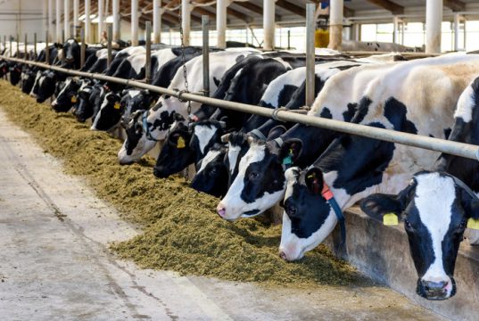 «Востребованы как никогда»: академик РАН — об отечественных технологиях для сельского хозяйства