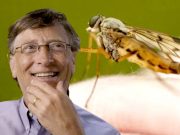 Коробка, полная генетически модифицированных комаров Билла Гейтса Коробка, полная генетически модифицированных комаров Билла Гейтса