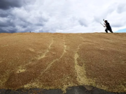 Страны-соседи Украины могут запретить ввоз украинского зерна даже без решения ЕК