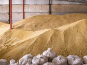 Минсельхоз анонсировал начало безвозмездных поставок зерна в Африку