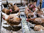 Украинские курицы взорвали рынок Европы