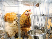 Франция хочет запретить импорт украинской курятины, так как это «вредит французским аграриям»