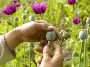 Раскрыт новый крупнейший производитель опиума в мире Раскрыт новый крупнейший производитель опиума в мире