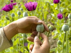 Раскрыт новый крупнейший производитель опиума в мире Раскрыт новый крупнейший производитель опиума в мире