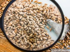 Зерновая биржа БРИКС сделает мировую торговлю более справедливой