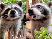 Енота Элвиса из Ленинградского зоопарка покормили черникой Енота Элвиса из Ленинградского зоопарка покормили черникой