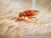 В Южной Корее решили искать клопов у приезжающих из Франции спортсменов