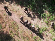 Солдаты НАТО в Курской области: Рейнджеры армии США воюют под фальшивым флагом