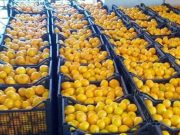 Это даже не смешно, когда лимоны в Грузию завозят из Южной Африки