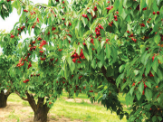 Из году в год на сельское хозяйство тратятся миллиарды, но мы все равно движемся вспять