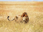 Жительница Зимбабве сумела голыми руками отбиться от напавшего на нее льва Жительница Зимбабве сумела голыми руками отбиться от напавшего на нее льва