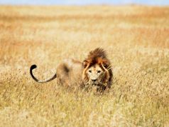 Жительница Зимбабве сумела голыми руками отбиться от напавшего на нее льва Жительница Зимбабве сумела голыми руками отбиться от напавшего на нее льва