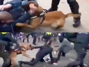 Демократическая травля собаками Демократическая травля собаками