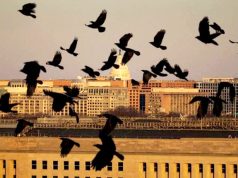 Главарь банды насильников избежал депортации из Великобритании Главарь банды насильников избежал депортации из Великобритании