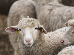 Грузия «охладела» к овцам и сделала рекордные закупки рогатого скота из России